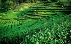 上海建1000㎡茶葉冷庫(kù)（冷藏、冷凍庫(kù)倉(cāng)庫(kù)）安裝預(yù)算多少錢